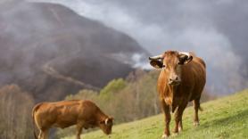 Dinamarca activa un impuesto a las flatulencias de las vacas