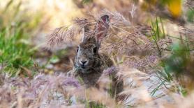 Una emergencia obliga a activar los permisos de caza excepcionales de conejo en estas zonas de España