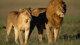 Un niño de 7 años sobrevive tras perderse en un parque repleto de leones: "Es un milagro"