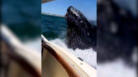 Una ballena jorobada salta del agua e impacta contra un yate