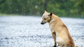 Recogida de firmas para salvar a un perro que lleva tres años en una terraza de Santoña