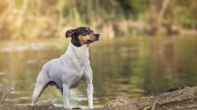 La historia detrás del perro bodeguero, la raza de can con origen gaditano