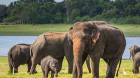 El safari al norte de España estrena mirador a la mayor manada de elefantes del mundo fuera de África