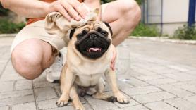 Los veterinarios desaconsejan 5 razas de perro: bonitos para el dueño y un sufrimiento para el animal