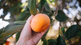 España presenta pérdidas millonarias en la fruta del otoño