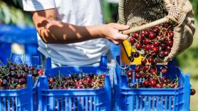 Lanzan la cereza más popular de España a tierras escandinavas