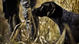 La UE 'promueve' el corte de cola de perros