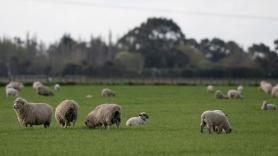 Ayudas de hasta 1.750 euros para los que tengan esta raza de perros