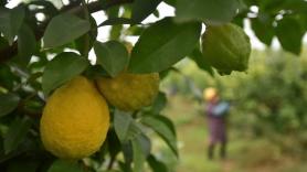 A España se le queda limpio el mercado del limón