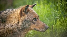 Un experto en grandes carnívoros aconseja qué no hacer bajo ninguna circunstancia si te encuentras con un lobo en los montes españoles