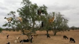 Marruecos no puede aguantar más y pide ayuda urgente a España para su crisis del aceite de oliva