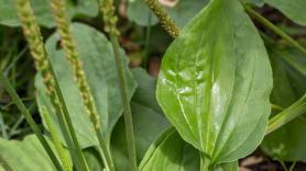 La sorprendente planta que se oculta en la maleza es un salvavidas respiratorio y ayuda a cicatrizar