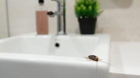 Advierten de la trampa más efectiva de la recién llegada plaga de cucarachas mutantes