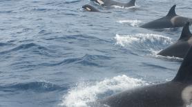 Las orcas vuelven a la carga: atacan un velero cerca de Ceuta