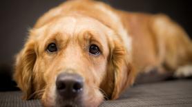 La maniobra de urgencia más efectiva para reanimar a un perro cuando se envenena