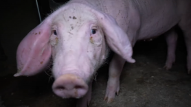 'La granja del terror' con sello de bienestar animal: canibalismo y cadáveres entre ratas