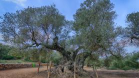 Ni en Sevilla ni en Cádiz: el árbol más viejo de España es un olivo milenario exiliado de tierras andaluzas