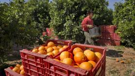 Egipto hunde el precio de la naranja española