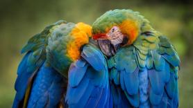 El loro más extraño de todos: es el más pesado, no puede volar y aún así es la más superviviente de las aves