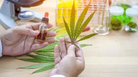 La cuenta atrás para regular el cannabis medicinal: Sanidad saca "del cajón" una medida olvidada