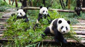 Madrid y Pekín acuerdan un traspaso de osos panda