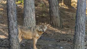 El asombroso viaje de 1.200 kilómetros de un lobo alemán a España