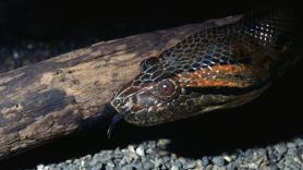 Descubren una nueva especie de anaconda gigante durante un rodaje con Will Smith