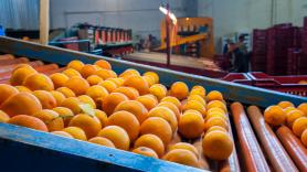 España aparece segunda en el ránking del sonrojo de la naranja de Egipto