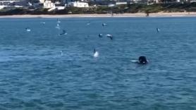 Captan el momento en el que una orca mata a un tiburón blanco