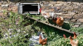 La meca del turismo español destina 26.000 euros a capturar gallos y gallinas en rotondas