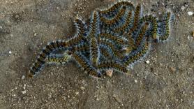 Un animal espeluznante empieza a invadir los bosques de Europa: una vez infestado, ningún veneno lo expulsará