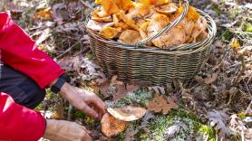 Este es el mejor rincón secreto para encontrar setas a espuertas en Cataluña este otoño