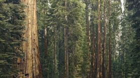 El gigantesco bosque de secuoyas que Estados Unidos "plantó" en Galicia