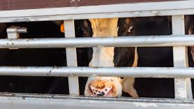 Los ganaderos declaran la guerra a la nueva ley animal por el transporte de animales