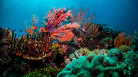 Alertan por el blanqueamiento de los corales de los océanos
