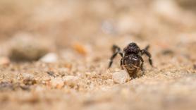 Los remedios caseros de las abuelas españolas para decir adiós a las hormigas