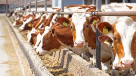 La OMS alerta que el virus de la gripe aviar fue detectado en leche de vacas infectadas en EEUU