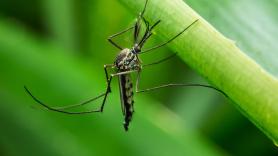 Este es el tipo de sangre que atrae a los mosquitos como un imán: el doble que cualquier otro