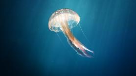 Las medusas más peligrosas que llegan a las playas españolas
