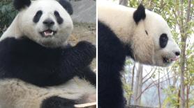 Una nueva pareja de pandas llegará a Zoo Aquarium de Madrid a finales de abril