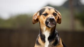Un entrenador de perros revela los tres errores que cometes cuando se enfadan