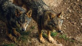 PP, Vox e independentistas unen fuerzas para que los lobos dejen de ser 'intocables'