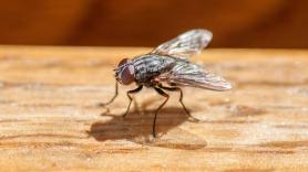 Una invasión de millones de moscas obliga a este pueblo a pedir ayuda urgente