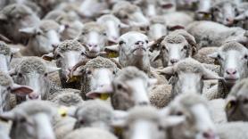 Marruecos alucina con las ovejas españolas