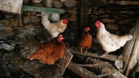 El plan de Galicia para acabar con el polémico registro de las gallineros de autoconsumo