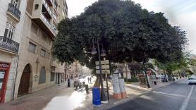 Envenenan un árbol mítico de España