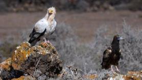 Recuperan una de las aves rapaces más amenazadas de España tras acabar con su "dieta" de plomo