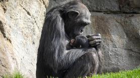 Desolador duelo de una chimpancé de Valencia con el cadáver de su cría