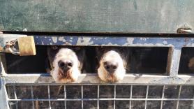 Solicitan el fin de los remolques climatizados para perros