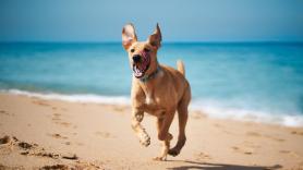 Esto dice la ley sobre la entrada de perros en las nuevas playas con bandera azul